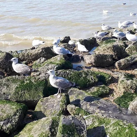 In Belgium Near St-andre Dunes, Cleaning Included Appartamento *